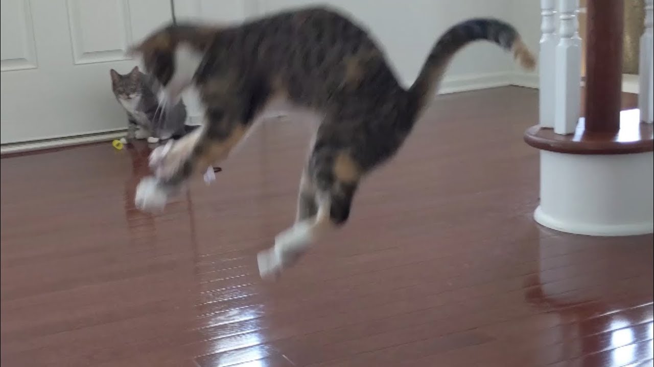 Cats Unbox a Surprise Gift