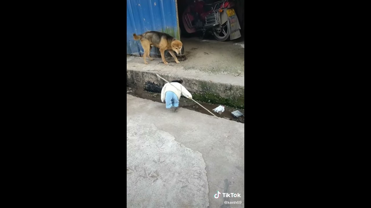 Gallinas Con Ropa Gallina con ropa - YouTube