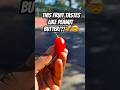 PEANUT BUTTER FRUIT in NYC‼️ #nyc #tropicalfruit #foodie #shorts #exoticfruit