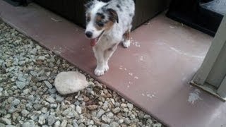 Summerlin-Las Vegas Pet Sitting Superstar Pet Services Presents Blue, Sunny And Jasper