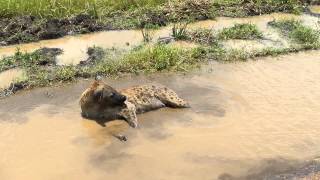 Hyena Bathing in Serengeti DSCN1731