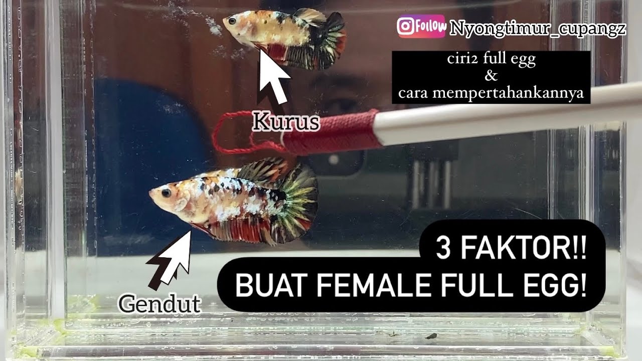3 faktor Yang buat female cupang full egg!