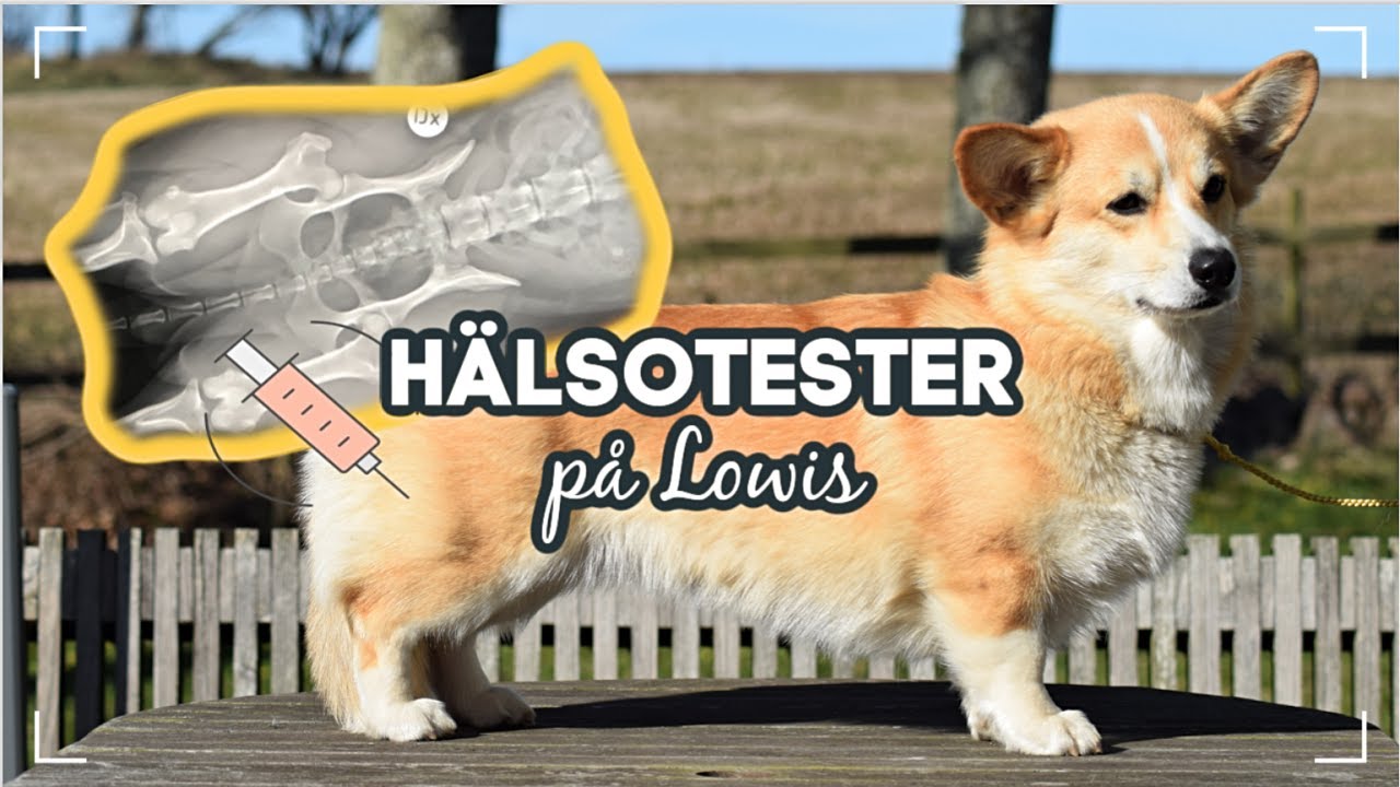 Häng med på HÖFTLEDSRÖNTGEN & ÖGONLYSNING av min hund
