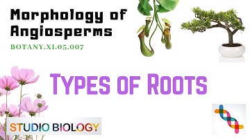 BOTANY.XI.05.007. Morphology of Angiosperms - Roots - Types