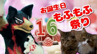 【Fursuit/獣化#152】誕生日のもふもふタイム🎂🐶🐾 2025!【ジュージュー/JuuJuu】#fursuit #獣化 #live