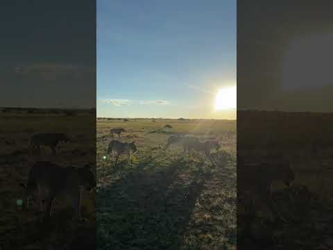 Ilora Retreats short film — Wildlife, Masai Mara