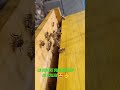 #abeille #bee #lifestyle #apiculture #life