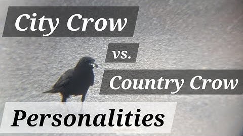 City Crows and Country Crows - Befriending Crows - Crow Behavior - Learn Stuff With Onen