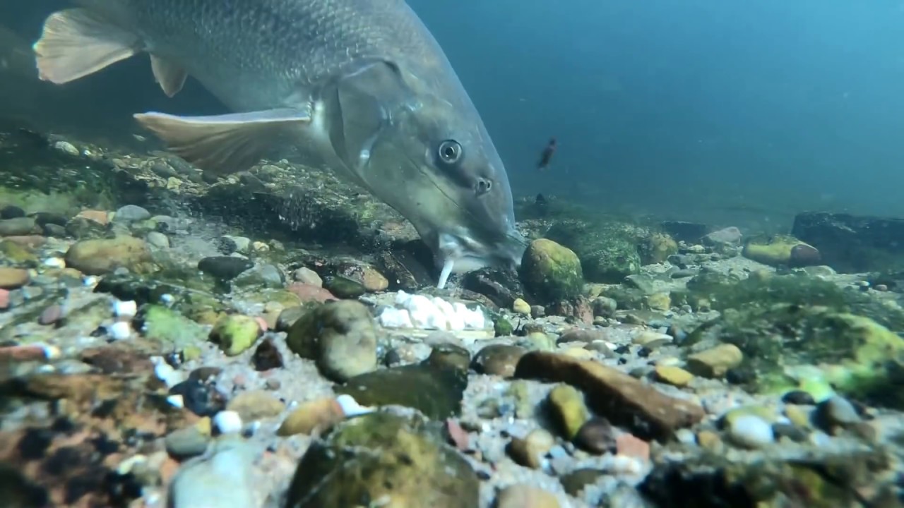 Barbel React To Feeders! (Cage & Method)