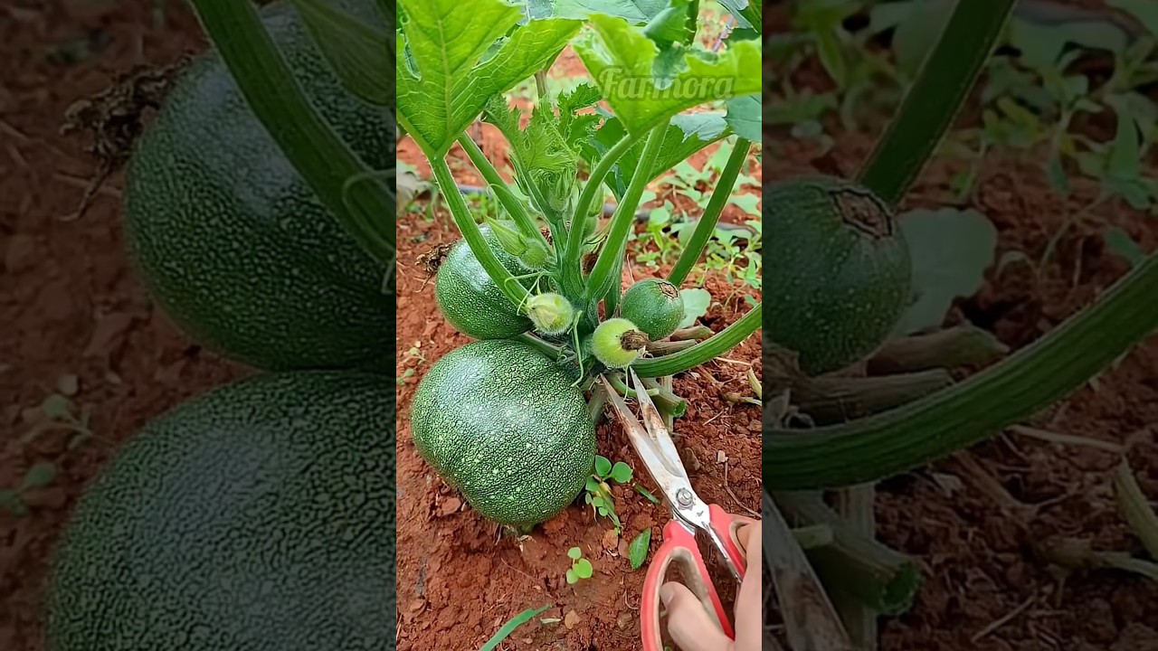 Harvesting Fresh Apple Gourd (Tinda) | Cutting from Vine Naturally | Farm to Table
