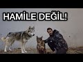 KURT KÖPEĞİMİZ HAMİLE DEĞİL! YAVRULARIN DURUMU KÖTÜ!