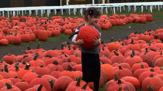 Pumpkin farms long island - visit the fall farm festival in the Long Island pumpkin farm