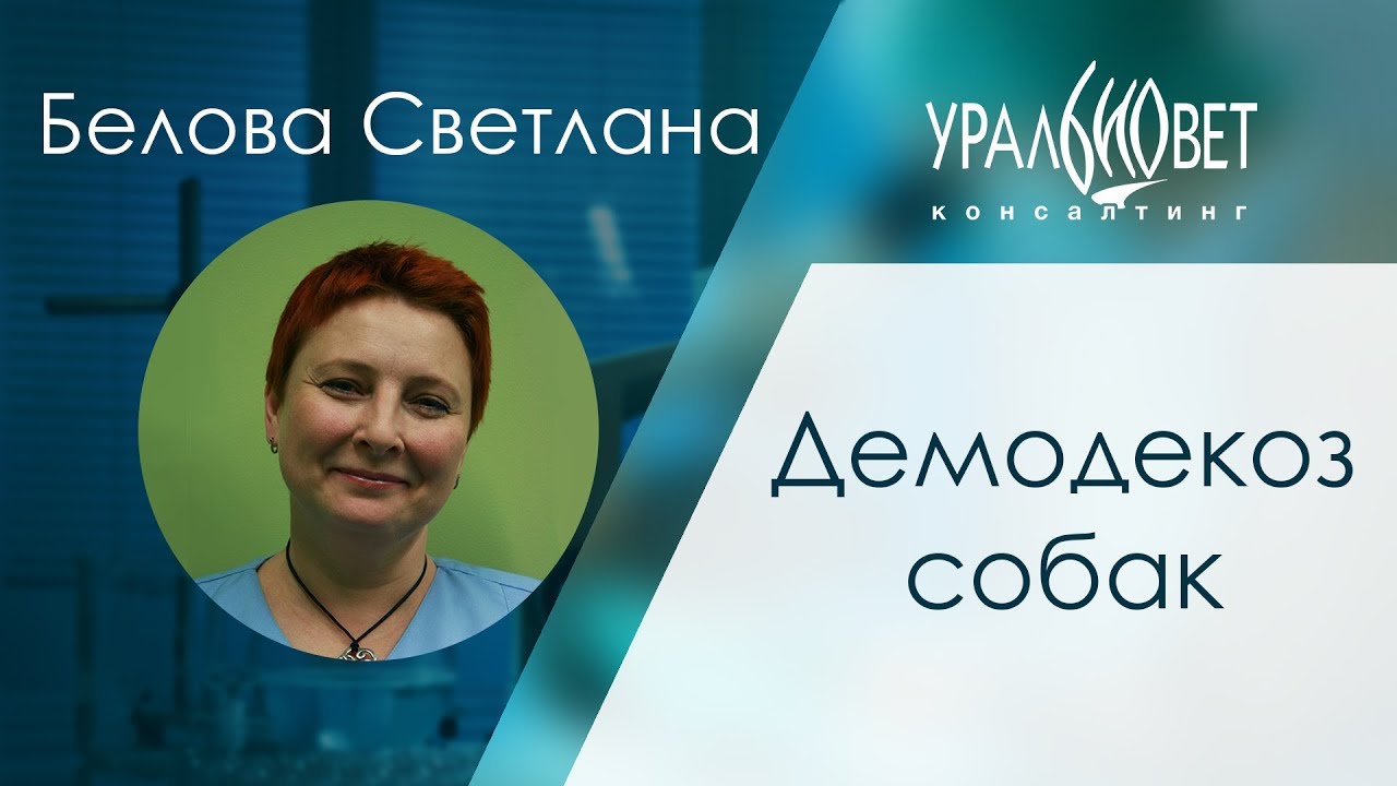 Демодекоз собак. Белова Светлана #убвк_дерматология