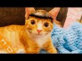 Este Adorable Gato Debe Usar Casco Por Esta Razón