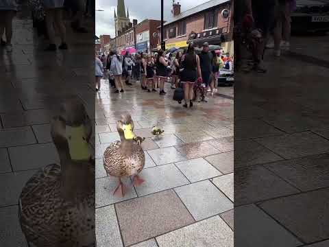 Mama Duck Taking Kids To Wakefield Pride 2023 #wakefieldpride