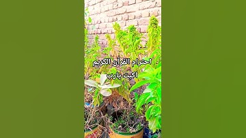 احترام القرآن الكريم اكبت يارب 🙁 اكتب شيء تؤجر عليه ❤️😴❤️🤲