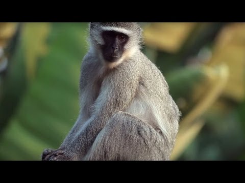 Vervet Monkeys – Zimbali Nature Documentary