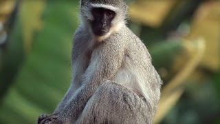 Vervet Monkeys - Zimbali Nature Documentary