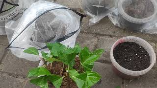 видео: ЧЕРЕНКУЕМ ГОРТЕНЗИИ ‼‼🌿 ВСЕ У ВАС ПОЛУЧИТСЯ ‼‼🌿 прошло шесть дней ...что с черенками.. картинка: ЧЕРЕНКУЕМ ГОРТЕНЗИИ ‼‼🌿 ВСЕ У ВАС ПОЛУЧИТСЯ ‼‼🌿 прошло шесть дней ...что с черенками..