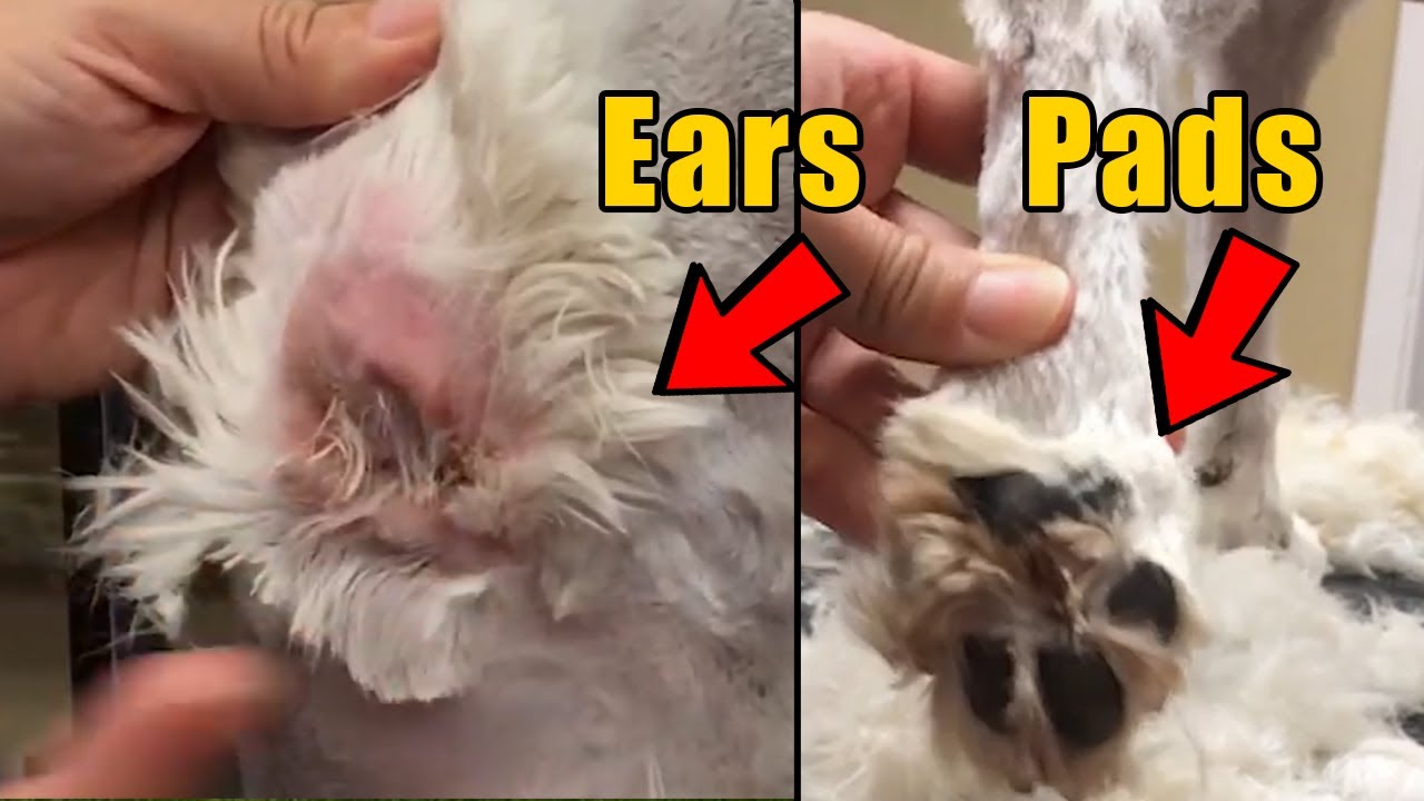 Clean Dog Ears And Pads With 40 Blade YouTube