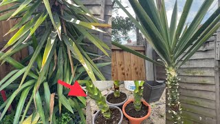 How to grow Yucca plants from cuttings #yucca #cuting