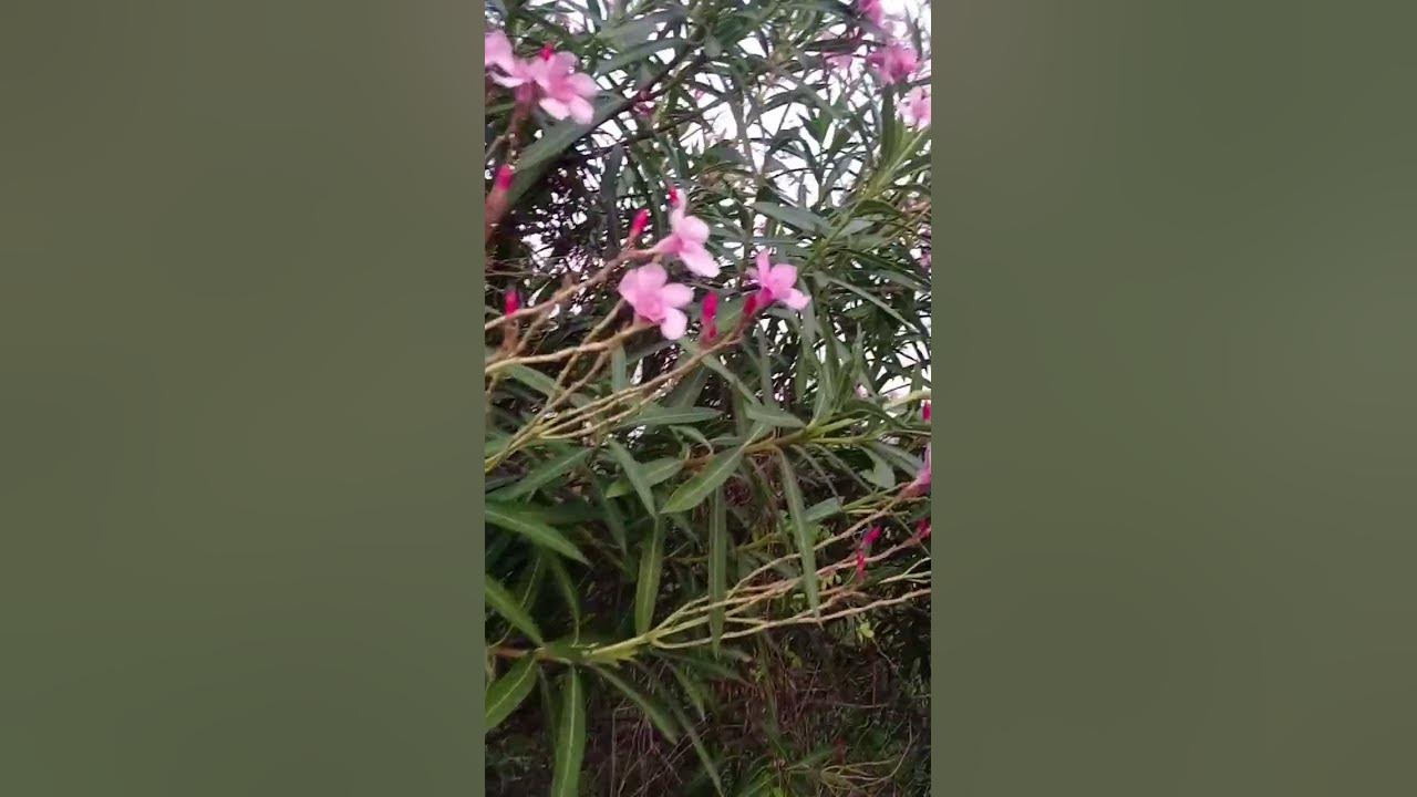 beautiful Mangolia tree in my village ️🥰 - YouTube