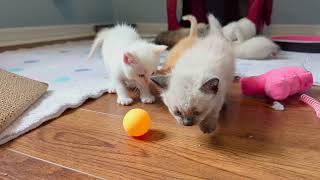 Hopalong Gang: Some of the kittens come to check me out