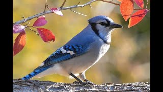 Blue Jay as a Totem: Personality Characteristics and Life-Path Challenges