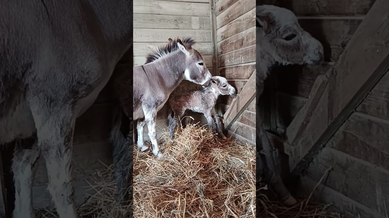 Guimauve et bébé le 29 juin 2026
