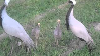 Pet Cranes In Bannu Pakistan
