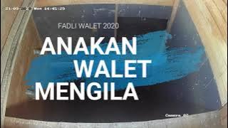 Anak Walet 2020 Walet Muda Terpikat Suara Ini...