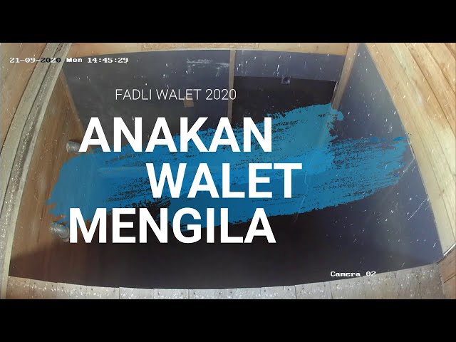 Anak Walet 2020 Walet Muda Terpikat Suara Ini... class=