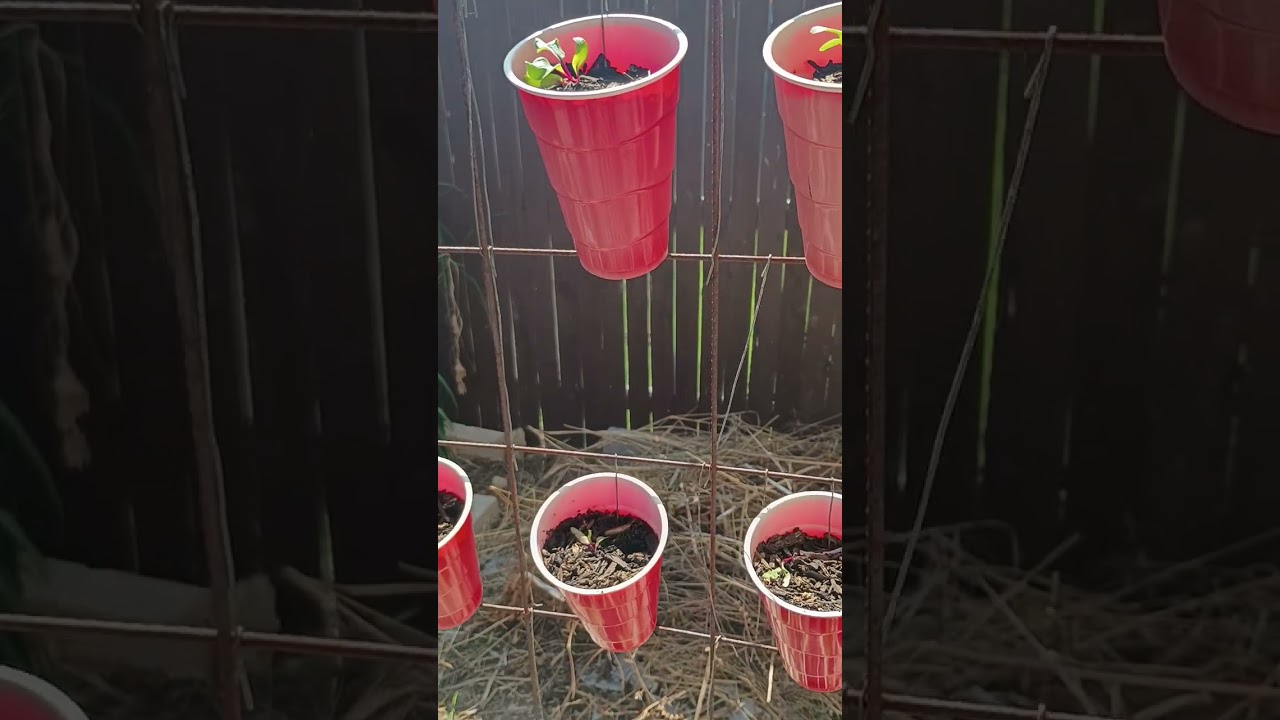 growing detroit red beets vertically