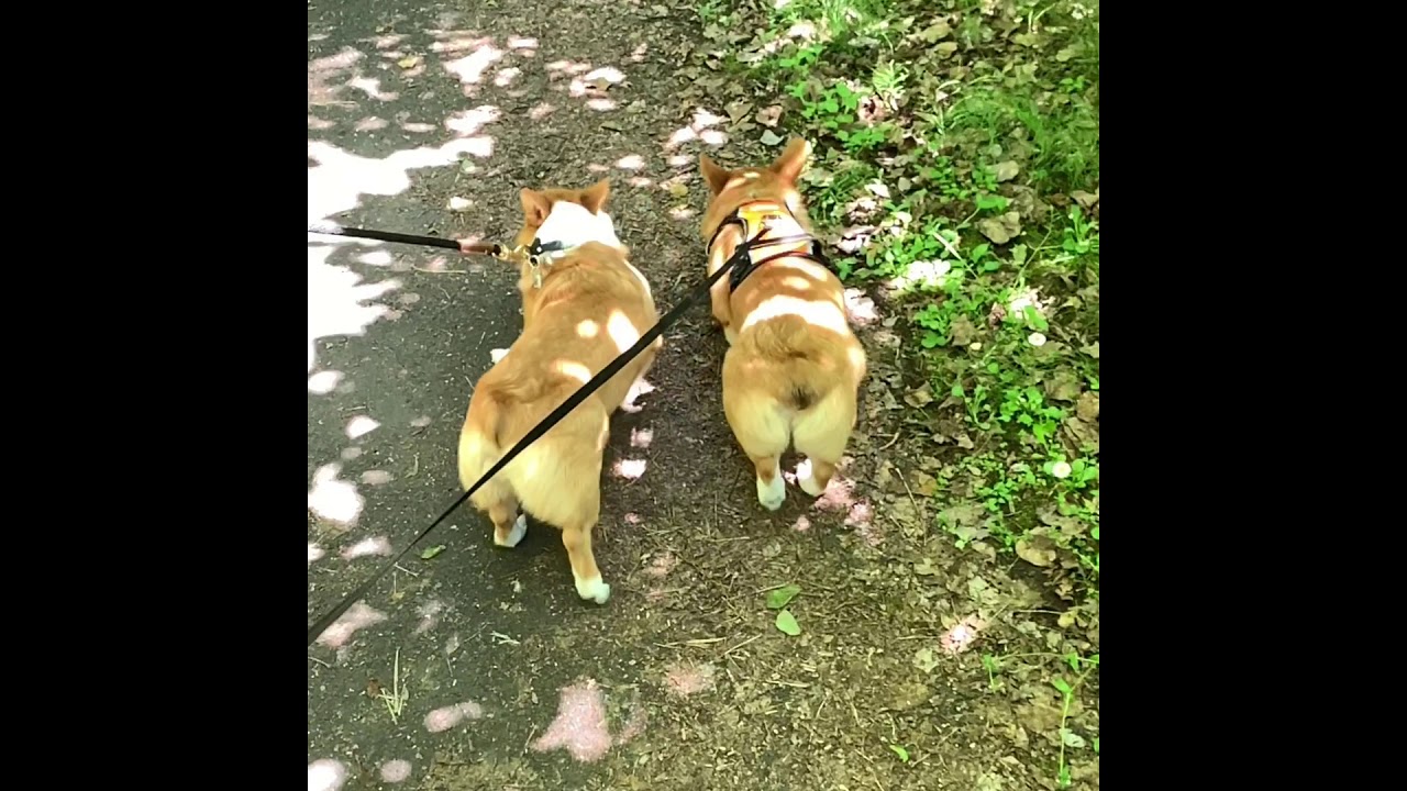 Corgi Adventures: Trojan lake