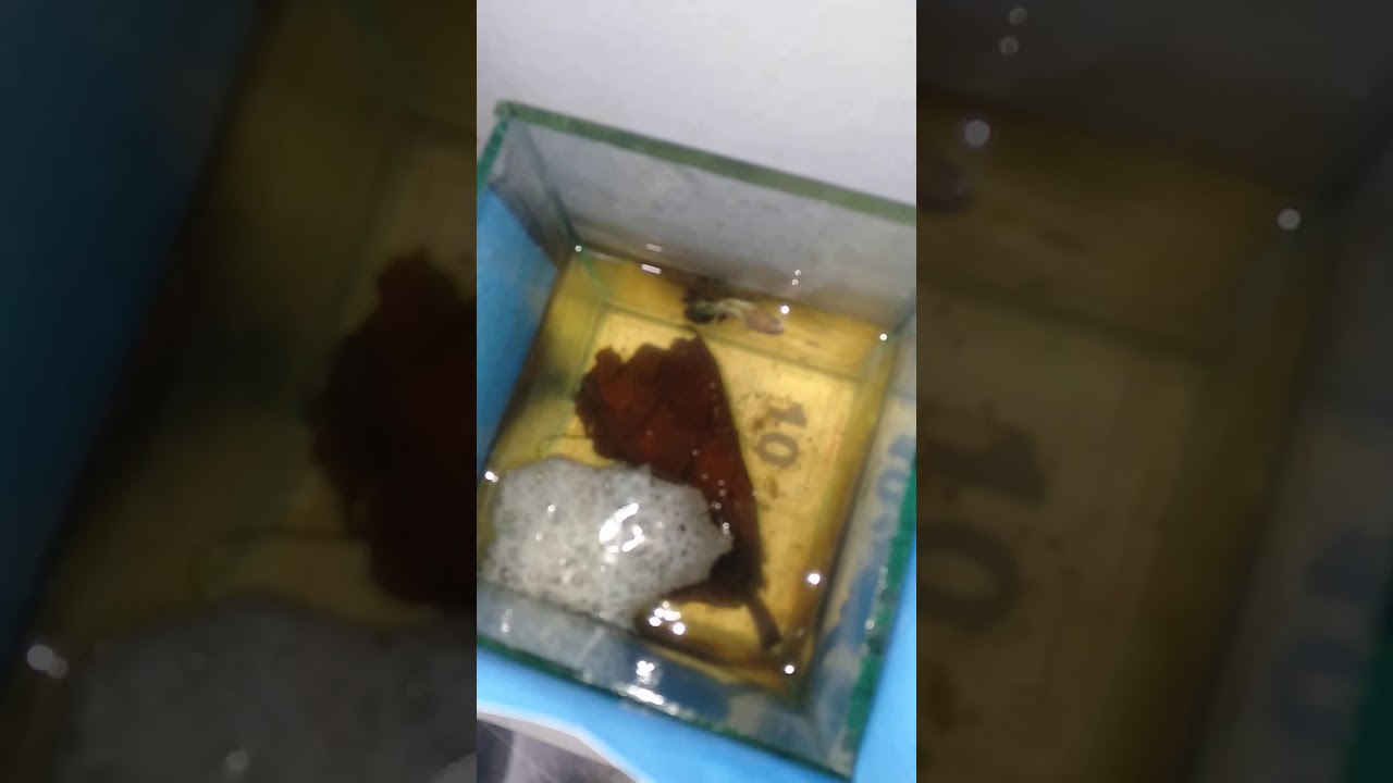 Cara berternak ikan cupang pemula map videonyah dipotong 