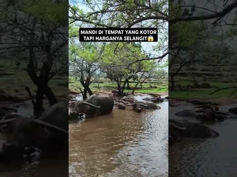 Kerbau Kotor tapi