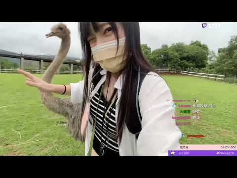 被鴕鳥啄