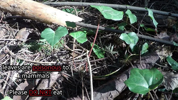 Get to Know English Ivy (Hedera helix)