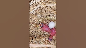 alhamdulillah 2 more white java #birds #eggs #baby #viral #reels #chick #shorts