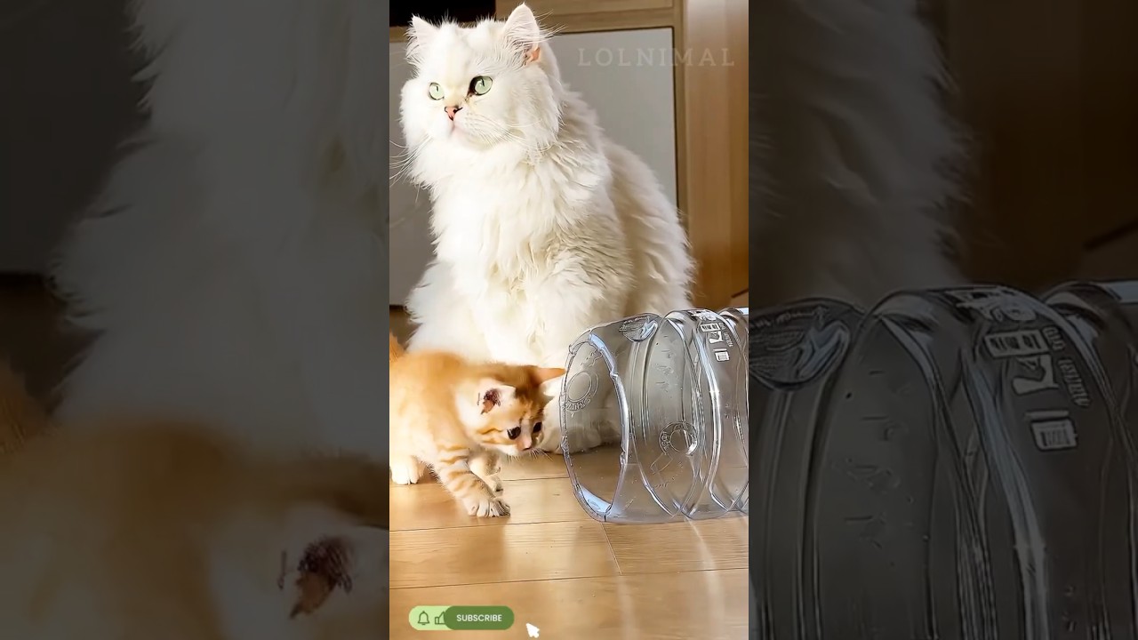 Cat in a Jar Challenge😹 🫙 | Cutest Kitten Moments Ever! |