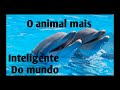 GOLFINHOS INTELIGENTES COMO NASCEM, AMAZING DOLPHIN VIDEOS