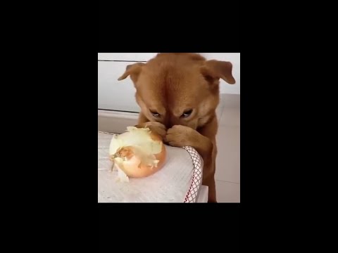 فيديو: إنه كلب! كيفية التخطيط للاستحمام الجرو
