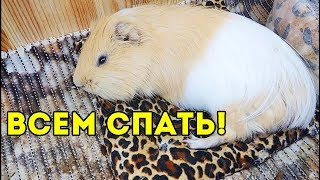 Толика Атакует Поилка! Дневной Сон Морских Свинок Толика Атакует Поилка! Дневной Сон Морских Свинок