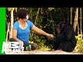 Ponso The 'World's Loneliest Chimp' Befriends Chimp Expert Estelle Raballand  | Dodo Heroes