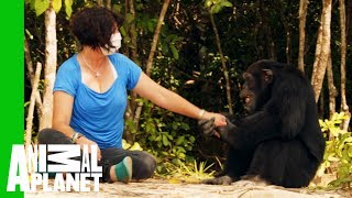 Ponso The 'World's Loneliest Chimp' Befriends Chimp Expert Estelle Raballand  | Dodo Heroes