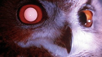 INDEX CODE - Canyon Drive