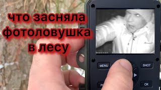 что засняла фотоловушка в лесу