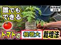 【自然栽培432】トマトの根増大!ズッキーニ、キャベツの様子!