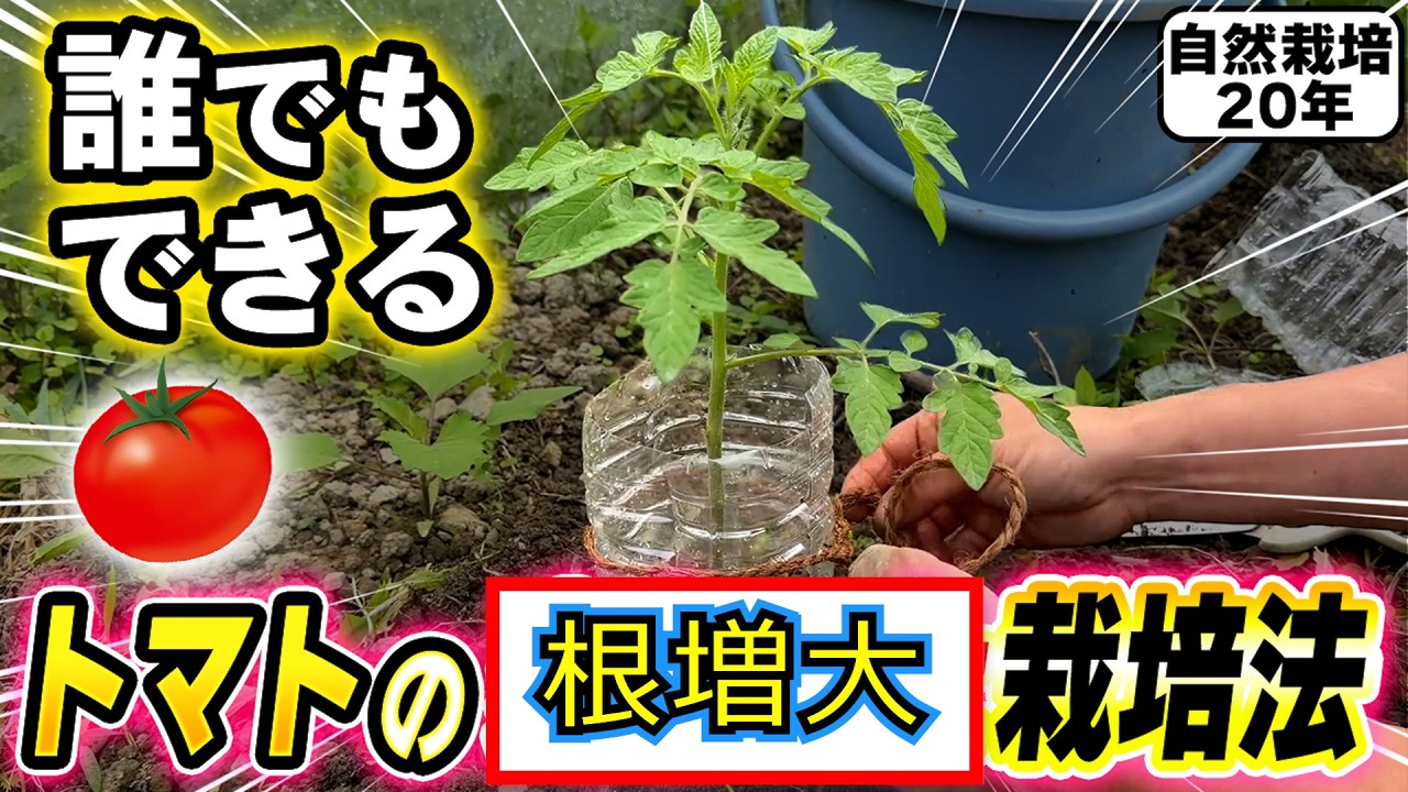 Natural farming 食美肌 重ね煮 シュタイナー 教育 自然療法 Natural Farming 432] Tomato root growth! Zucchini and cabbage