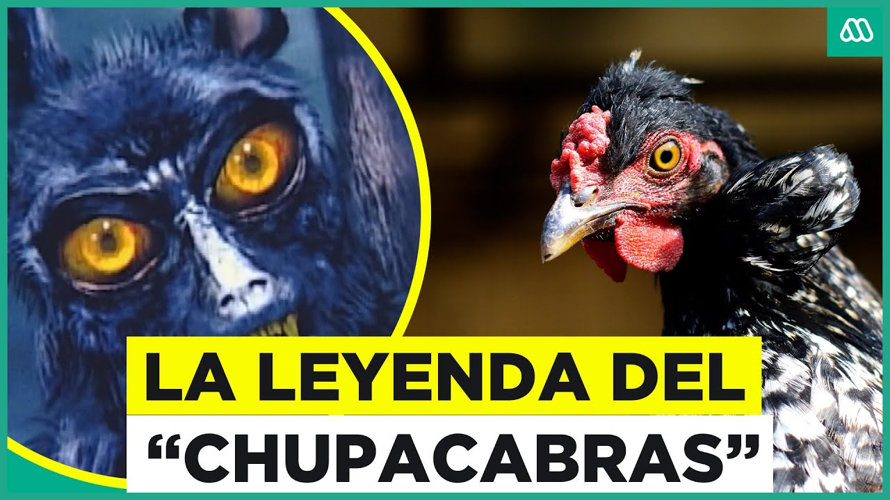 La leyenda del "Chupacabras": Aves aparecen muertas sin explicación
